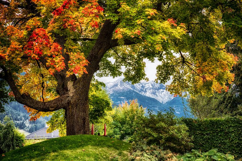 Baum Herbst.jpg