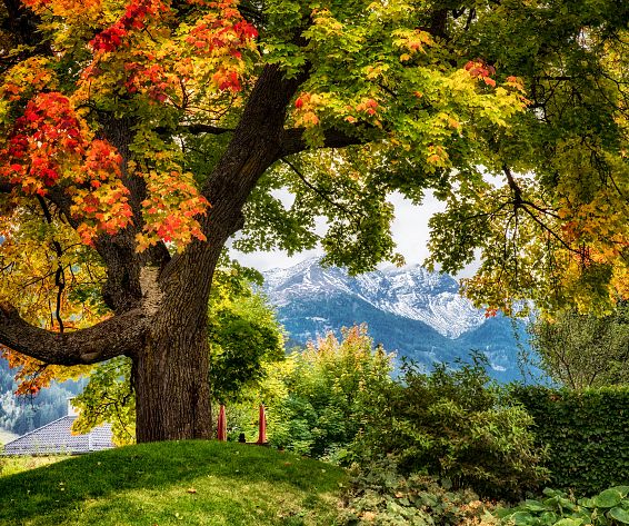 Baum Herbst.jpg